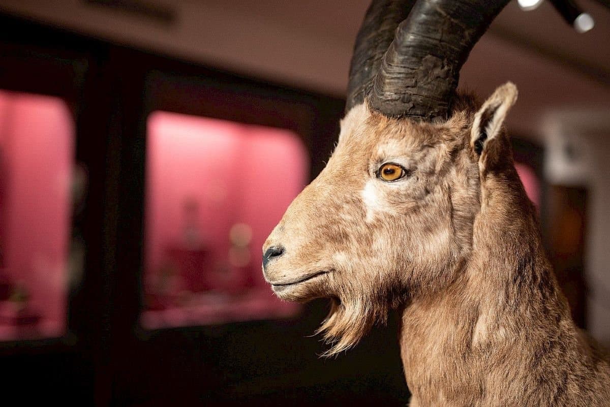 A mounted Alpine ibex in front of a softly lit display cabinet